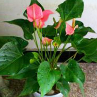 鲜花展示